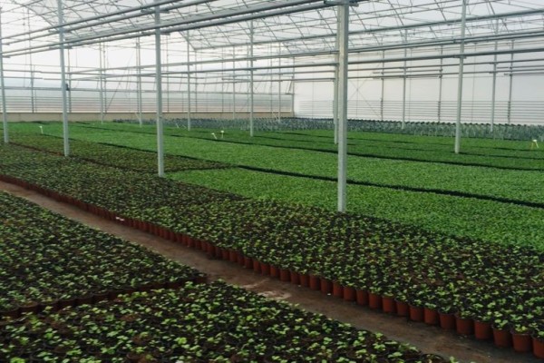 Modern Sera Sistemleri: Anahtar Teslim Sera Sistemleri