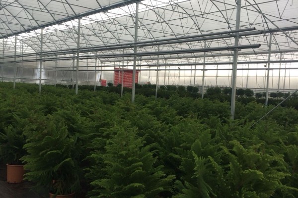 Modern Sera Sistemleri: Anahtar Teslim Sera Sistemleri