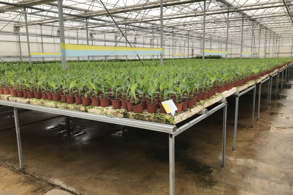 Modern Sera Sistemleri: Anahtar Teslim Sera Sistemleri