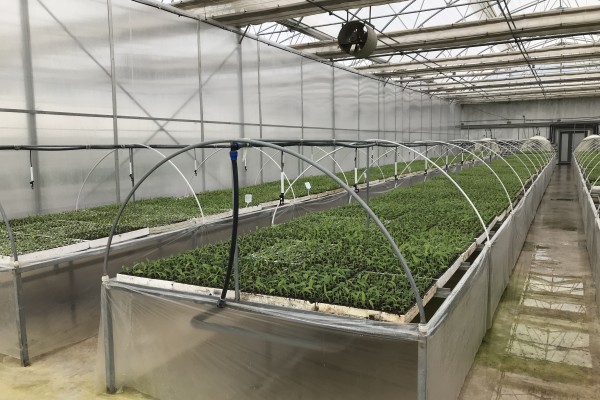 Modern Sera Sistemleri: Anahtar Teslim Sera Sistemleri