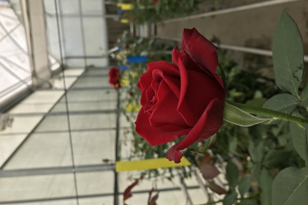 Modern Sera Sistemleri: Anahtar Teslim Sera Sistemleri