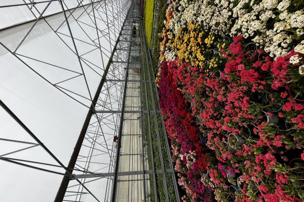 Modern Sera Sistemleri: Anahtar Teslim Sera Sistemleri