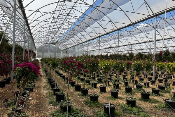 Modern Sera Sistemleri: Anahtar Teslim Sera Sistemleri