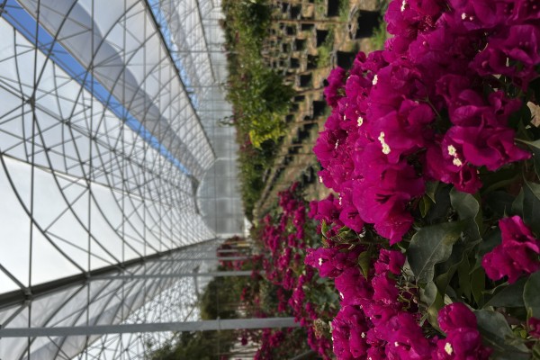 Modern Sera Sistemleri: Anahtar Teslim Sera Sistemleri