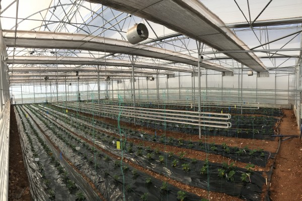 Modern Sera Sistemleri: Anahtar Teslim Sera Sistemleri