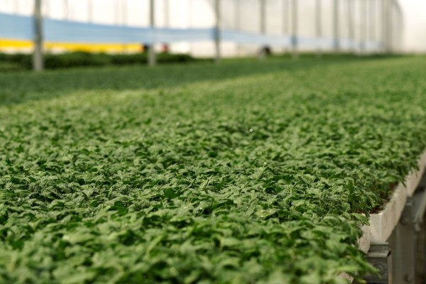 Modern Sera Sistemleri: Anahtar Teslim Sera Sistemleri