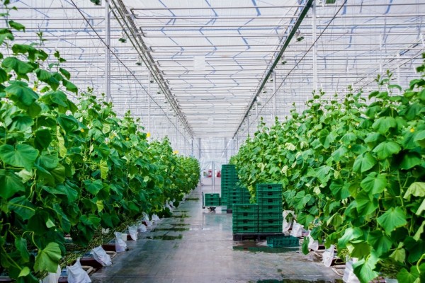 Modern Sera Sistemleri: Anahtar Teslim Sera Sistemleri