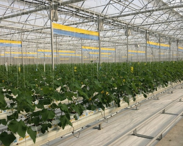 Modern Sera Sistemleri: Anahtar Teslim Sera Sistemleri